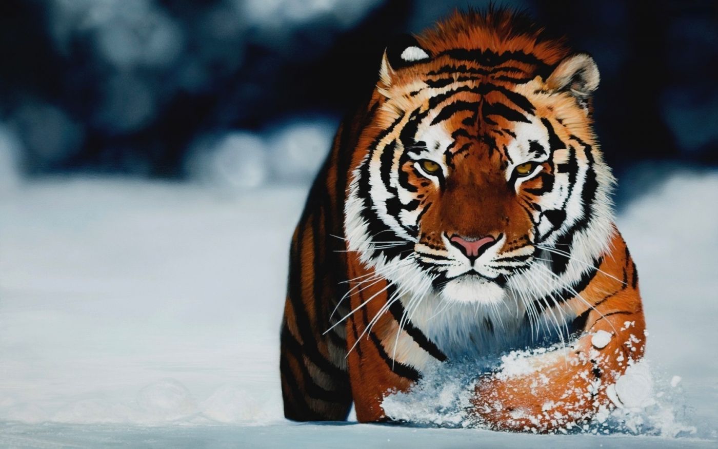 梦到老虎是什么意思？ 周公解梦梦见老虎预示什么