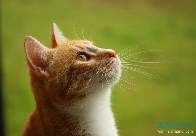 孕妇梦见猫被打死_孕妇做梦梦见一只大黄猫_梦见猫孕妇