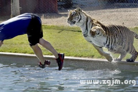 梦见打老虎被老虎追赶_梦见老虎追赶小猫是什么预兆_梦见老虎追赶自己