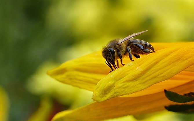 梦到蜜蜂是什么意思_梦到蜜蜂_做梦梦到蜜蜂