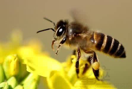梦到蜜蜂蛰脸_怀孕 梦到蜜蜂_梦到蜜蜂