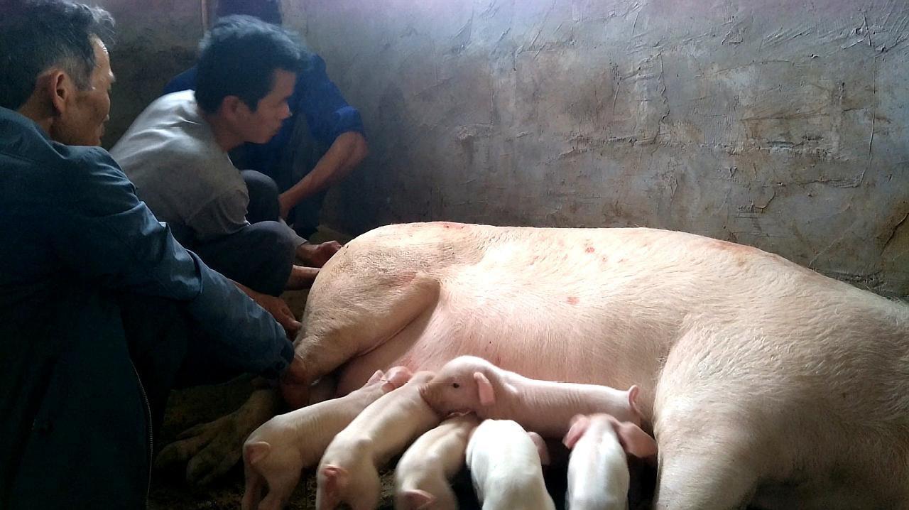 梦到母猪生崽难产了 女人梦见母猪和猪仔
