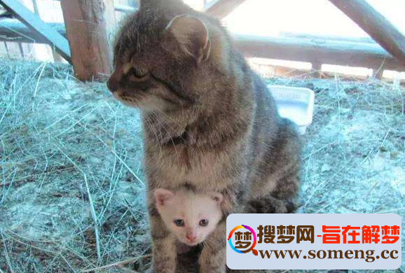 梦见被猫追咬把他打死流血_梦见被猫追咬_梦见被猫追