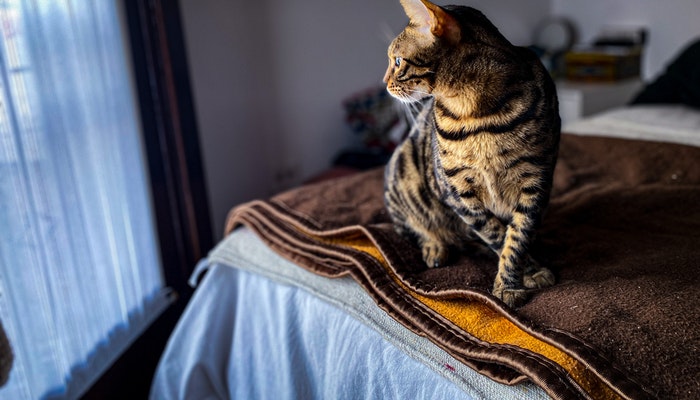 女人梦见猫是什么预兆_女人梦见猫生小猫是什么预兆_女人梦见猫咬手预兆