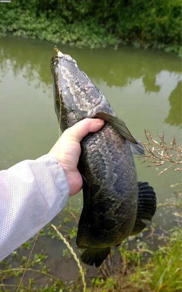 梦见抓到大黑鱼又跑了_梦见抓黑鱼是什么征兆_梦见别人抓黑鱼是什么征兆