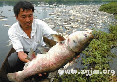 梦见水里抓了好多鱼是什么意思_梦见在河里抓了好多鱼是什么意思_梦见好多鱼是什么意思