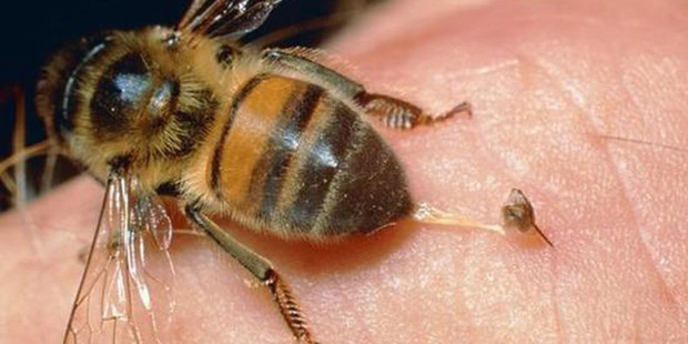 梦见蜜蜂围住自己后来将蜜蜂杀死_梦见蜜蜂_梦见蜜蜂生了好多
