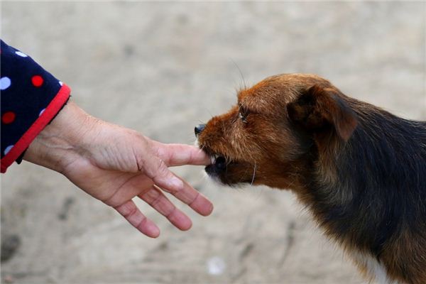 梦见狗咬手是什么预兆