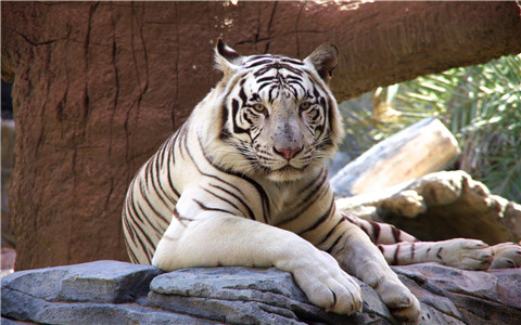 梦见白老虎是什么意思？白老虎预示着什么呢？