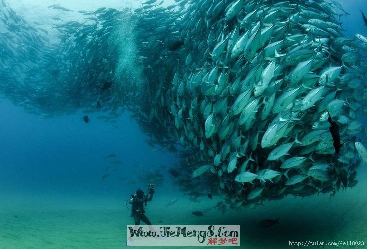 梦见大鱼逆流而上_大鱼逆流梦见上岸_梦见逆流而上的鱼