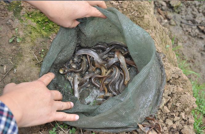 梦见捉泥鳅_梦到抓泥鳅抓鱼_梦见我捉泥鳅