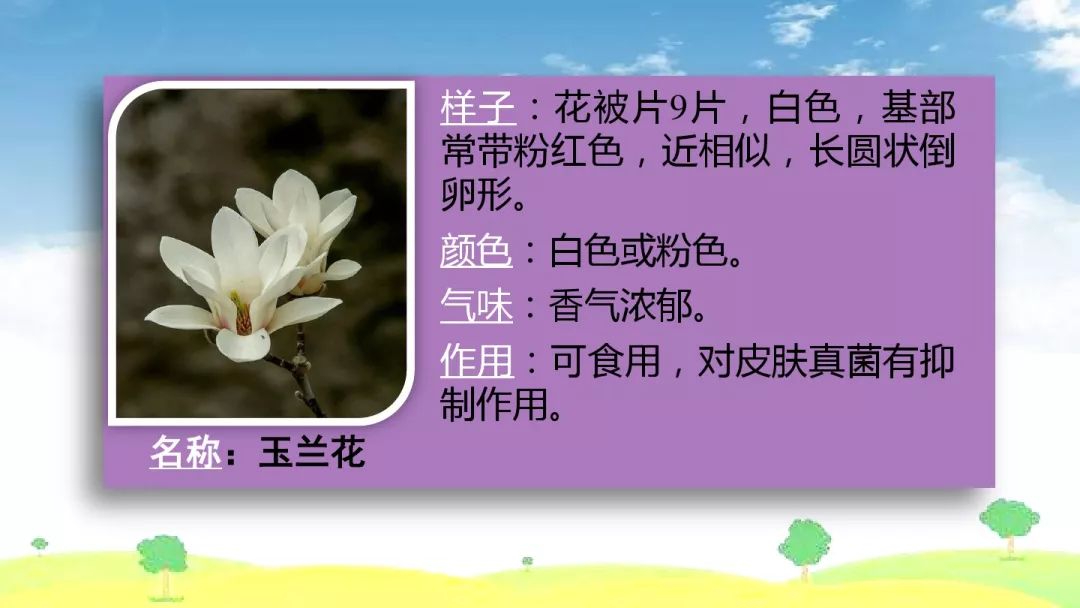 笑容盛开如花朵_梦见粉色花朵盛开_花朵盛开季节