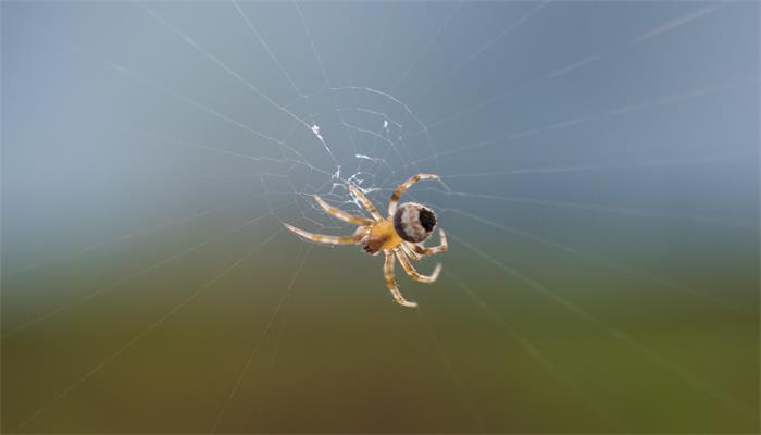 梦见蜘蛛和蜘蛛网