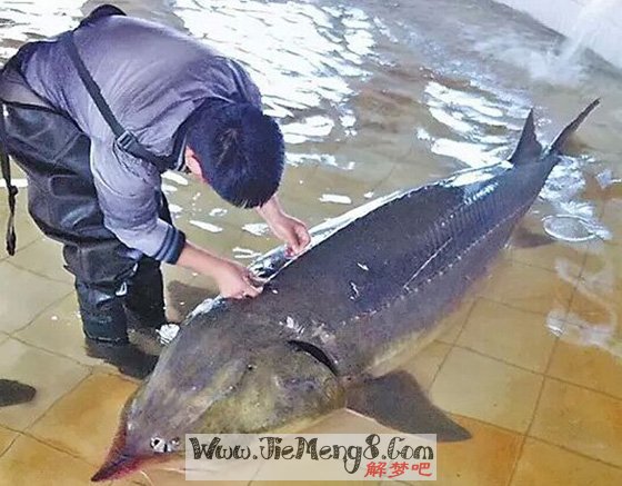 梦见别人捞上来鱼和虾_梦见捞鱼_女性梦见捞了好多鱼