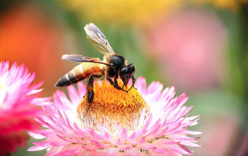 梦见自己家有很多窝蜜蜂_孕妇梦见蜜蜂生男生女_梦见蜜蜂