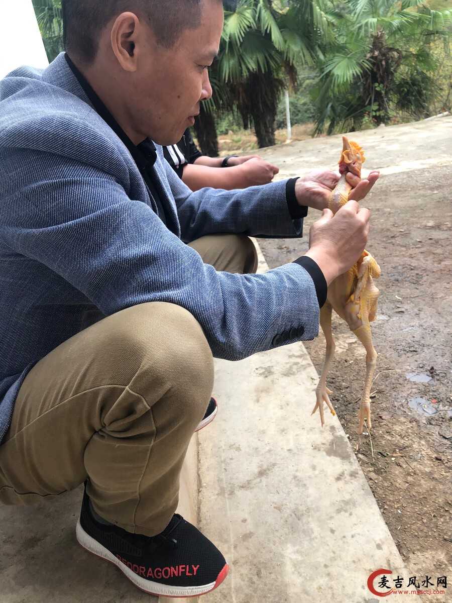 梦见杀鸡是什么意思