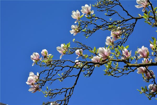 梦到花开得很漂亮下雨,做梦梦到花是什么意思