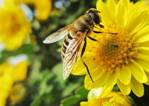 梦见蜜蜂是什么预兆？