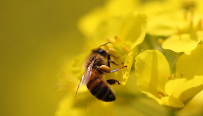 梦见蜜蜂围住自己后来将蜜蜂杀死_梦见蜜蜂_梦见蜜蜂生了好多