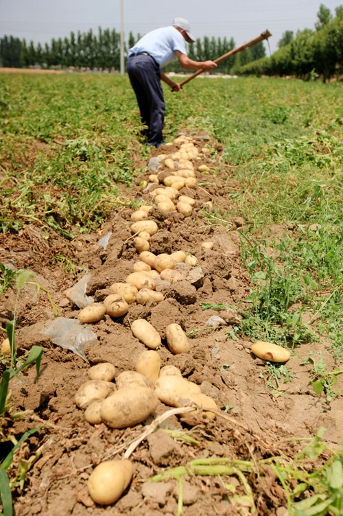 梦见种土豆_在内蒙古种土豆可以吗_到内蒙种土豆一亩能产多少公斤