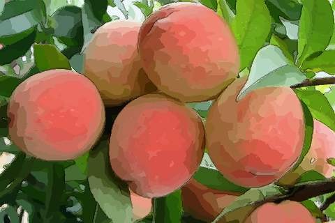 不会结桃的桃树_某果园有100棵桃树 一颗平均结600个桃子_梦见桃树结满桃子