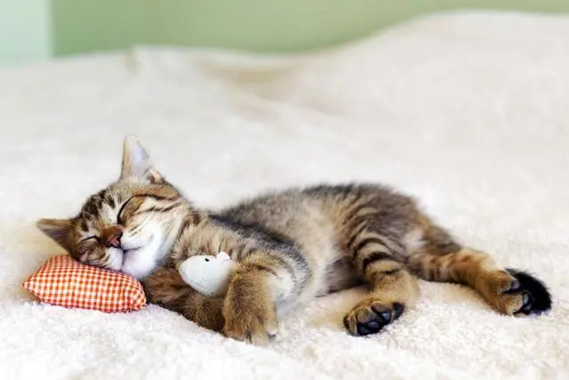 梦到家里有好多猫解梦_周公解梦梦到猫_周公在线解梦大全
