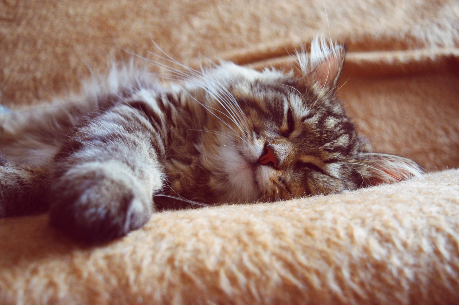 宠物小知识：猫咪会做梦吗？它们又会梦见什么？