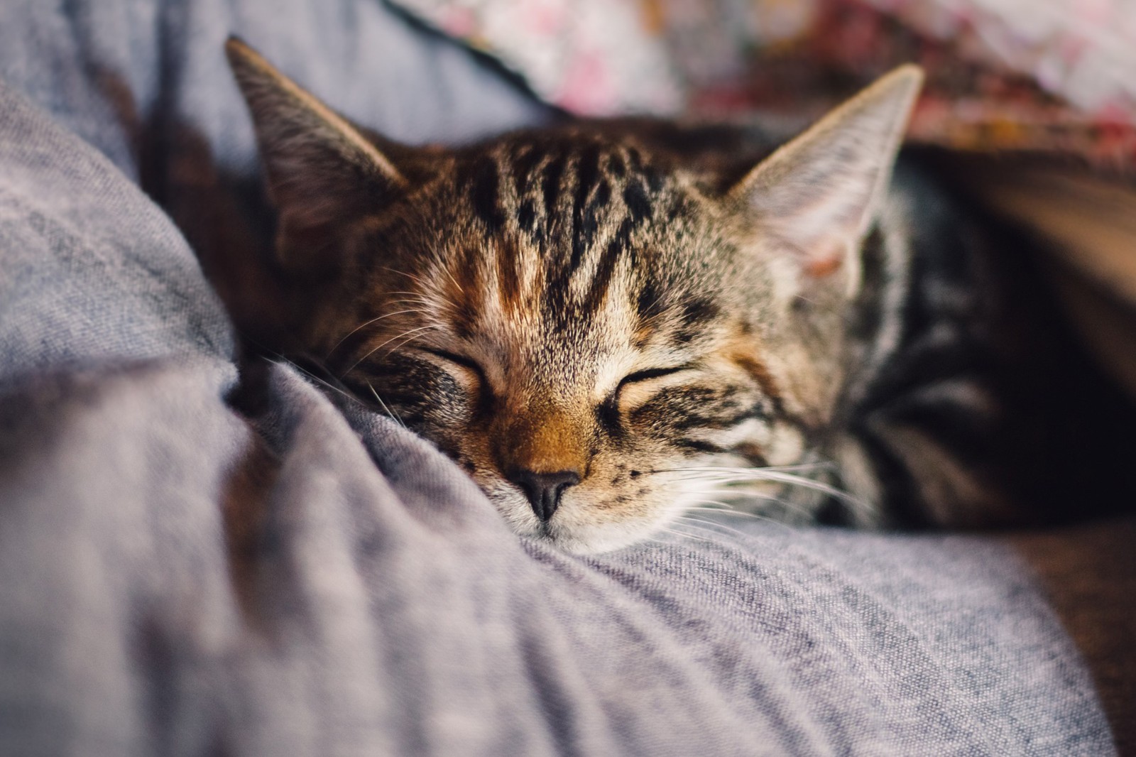 宠物小知识：猫咪会做梦吗？它们又会梦见什么？