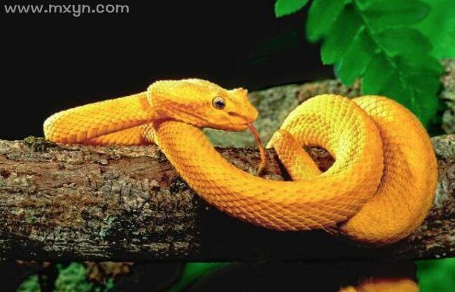 梦见黄色的蛇