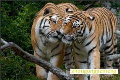 梦见老虎 预示什么 代表什么梦见老虎,象征着你将面临困难。梦见老虎进入家中