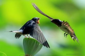 梦见燕子、飞燕