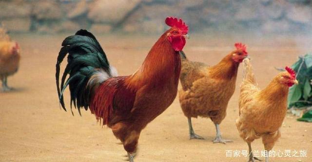 鸡梦见妈妈做烧鸡我吃_鸡梦见鸡开什么生肖_梦见鸡