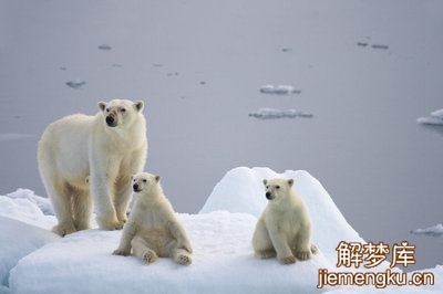 梦见已故母亲和一只北极熊和熊猫从厕所出来