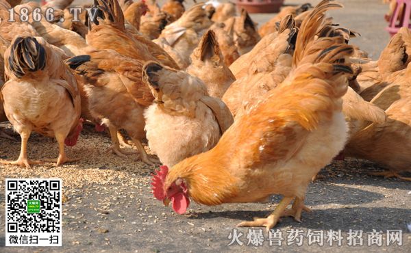 梦见鸡在吃食 梦见鸡_梦见鸡下鸡崽什么意思_梦见鸡捉我的阴部
