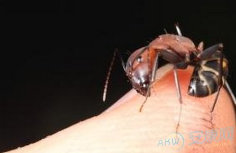 周公解梦梦见吸血虫是什么意思 梦到死去的明星梦到鬼_梦到吸血鬼_孕妇梦到吸血鬼吸血