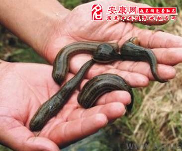 周公解梦梦见吸血虫是什么意思 孕妇梦到吸血鬼吸血_梦到死去的明星梦到鬼_梦到吸血鬼