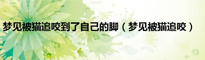 梦见被猫追咬到了自己的脚(梦见被猫追咬)
