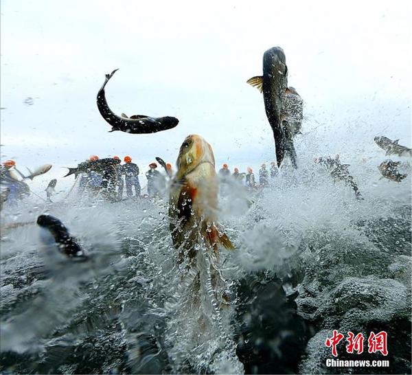 周公解梦 梦见鱼 女人做梦梦见鱼_做梦梦见买鱼_做梦梦见鱼