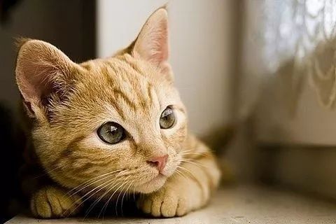 做梦梦见猫生小猫是什么意思