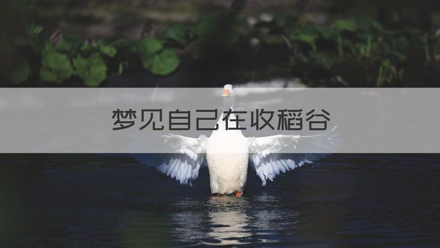 梦见自己在收稻谷