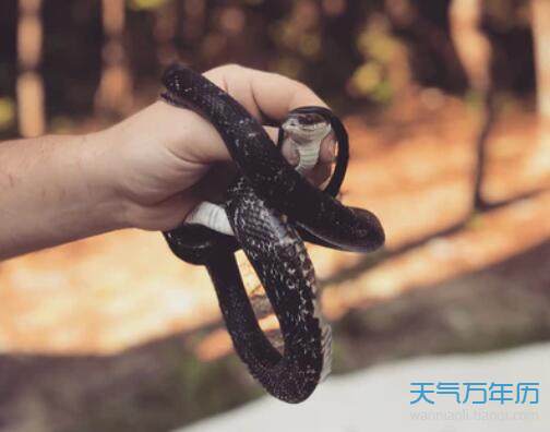梦见黑蛇是什么意思 梦见被蛇蛟把蛇打死了_破解梦见蛇_孕妇梦见别人杀蛇吃蛇