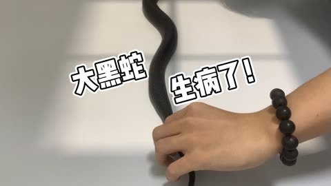 梦见黑蛇是什么意思 梦见被蛇蛟把蛇打死了_破解梦见蛇_孕妇梦见别人杀蛇吃蛇