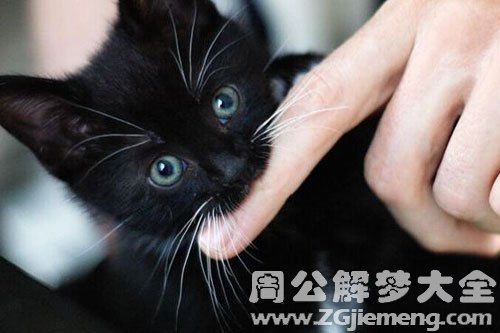 梦见被猫咬是什么意思