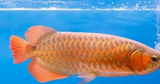 金龙鱼掉鳞片怎么办?鱼友们学会从这4个原因找出对应的解决方法 鳞片掉鱼梦见鱼死了_鳞片掉鱼梦见蛇_梦见鱼掉鳞片