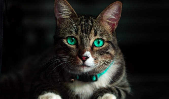 孕妇做梦梦到猫是什么意思 孕妇梦见猫是什么预兆 孕妇做梦梦到猫是什么意思 孕妇梦见猫是什么预兆