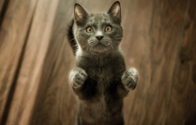 孕妇做梦梦到猫是什么意思 孕妇梦见猫是什么预兆 孕妇做梦梦到猫是什么意思 孕妇梦见猫是什么预兆